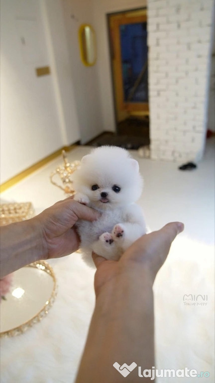 Pomeranian teeacup ursulet