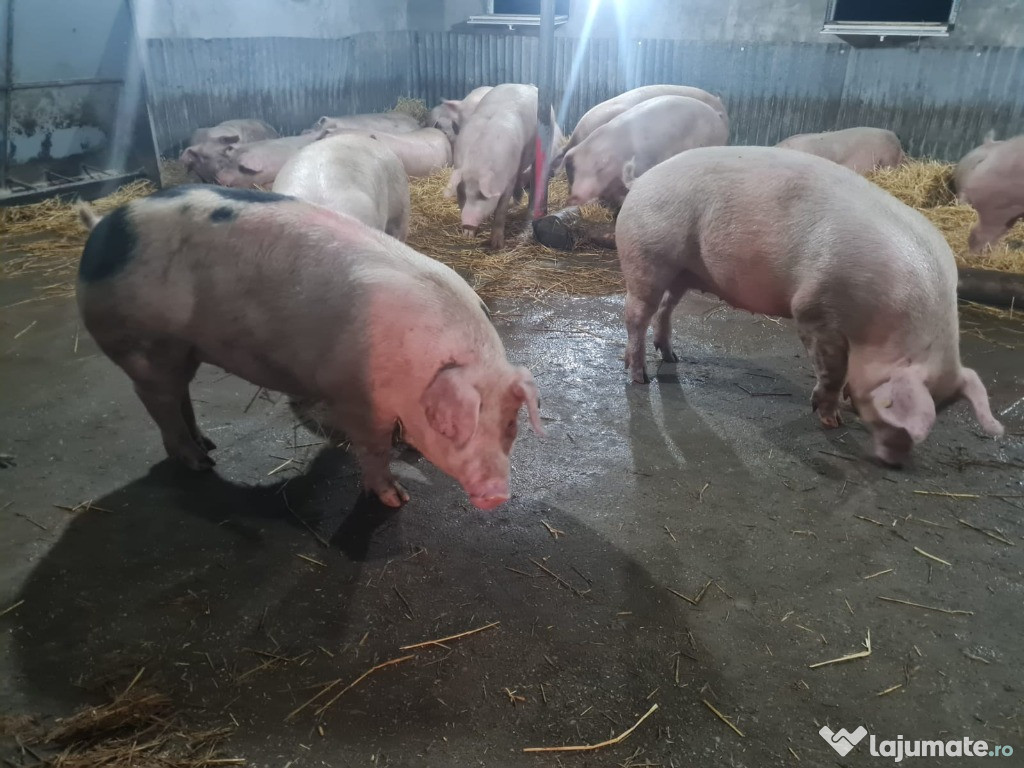 Porci si Purcei pentru Craciun Se asigura transport