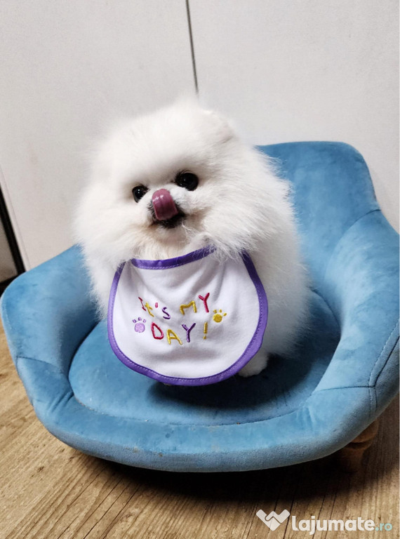 Pomeranian Bear Face Mini Toy