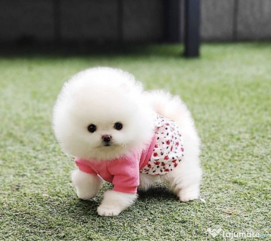 Pomeranian Teeacup Boo Ursulet