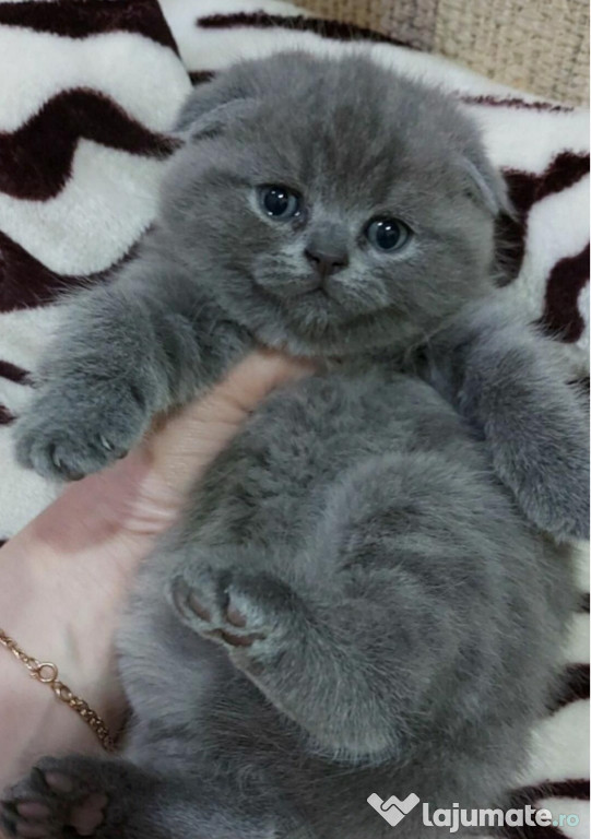 Pisicute scottish fold