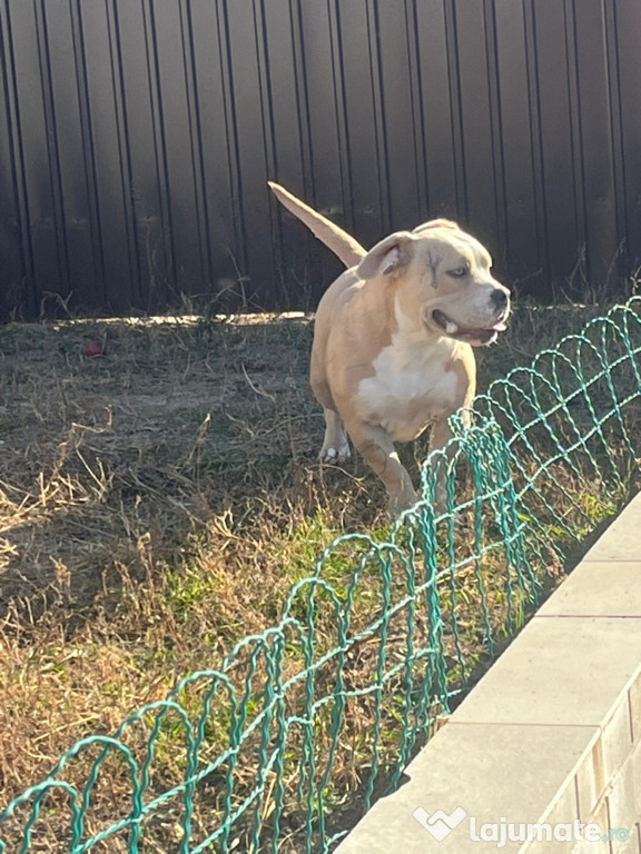 American Bully Pocket în căutarea unei noi familii