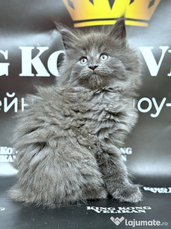 Maine coon puiuți