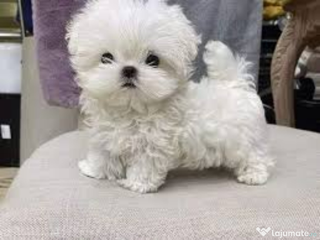 Donez urgent Bichon