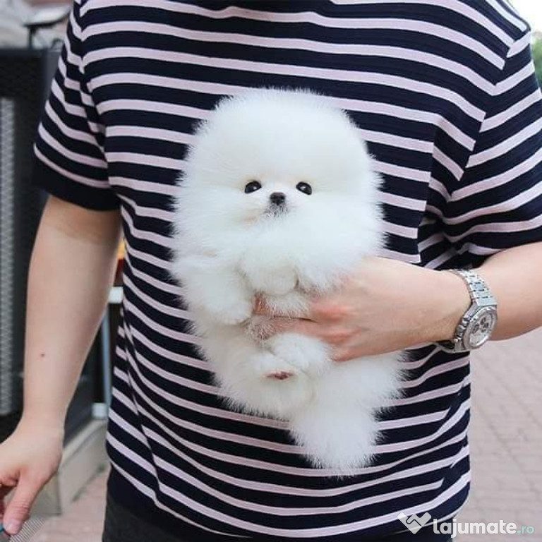 Pomeranian mini toy