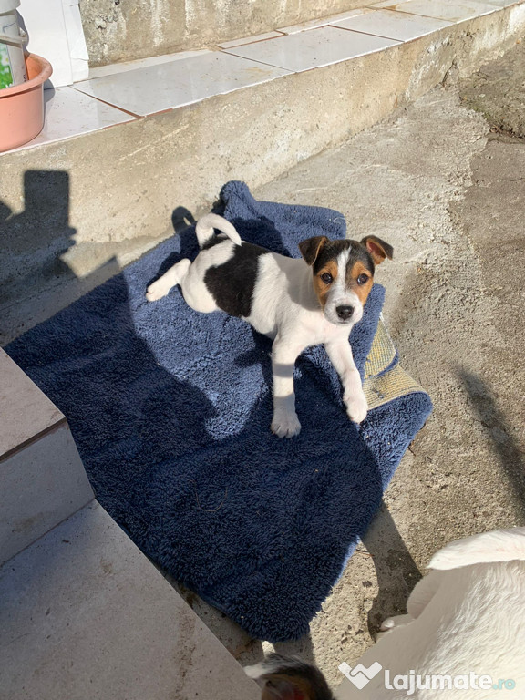 Vand catei Jack Russel