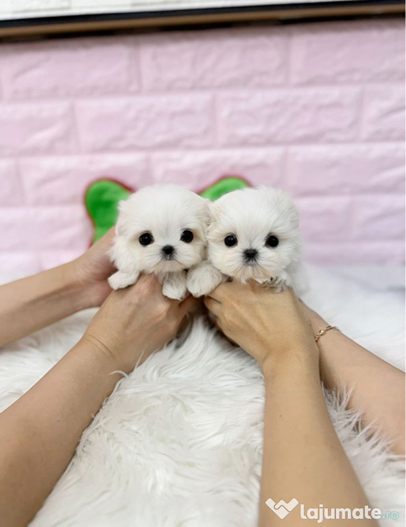 Pui Bichon maltez mini toy din părinți cu pedigree