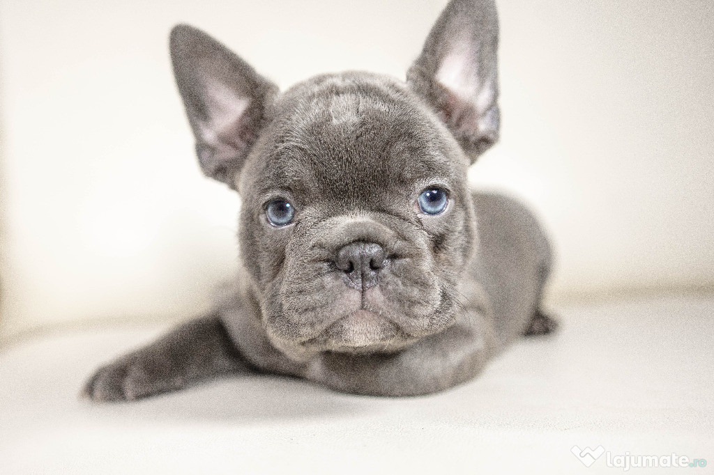 Bulldog Francez - blue cu ochii albastri - Transport in tara