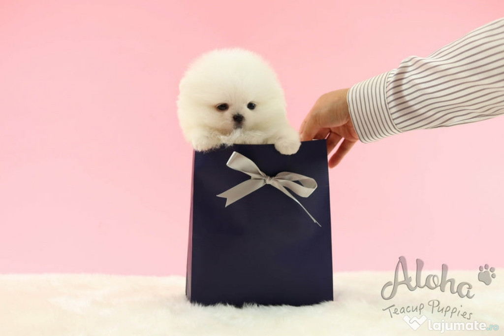 Pomeranian mini Boo talie teeacup