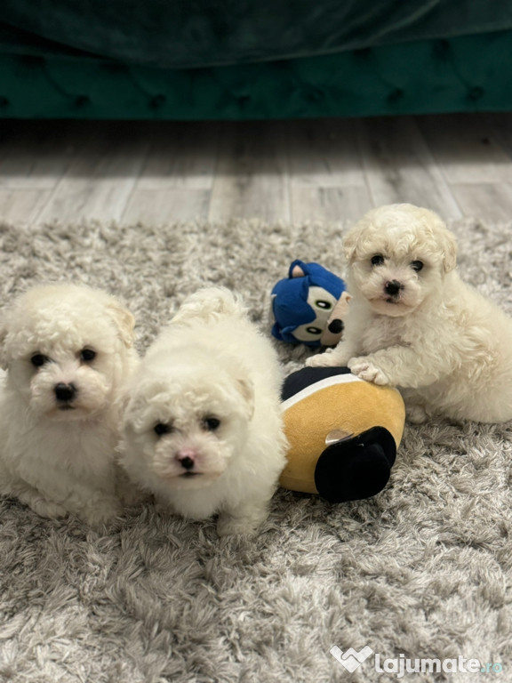 Bichon maltez mini