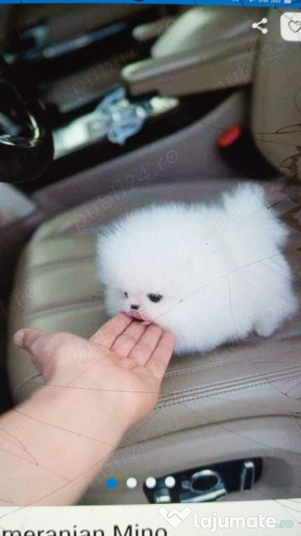 Pomeranian mini teacup