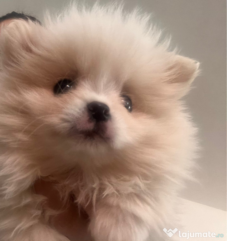 Pomeranian boo supercalitate