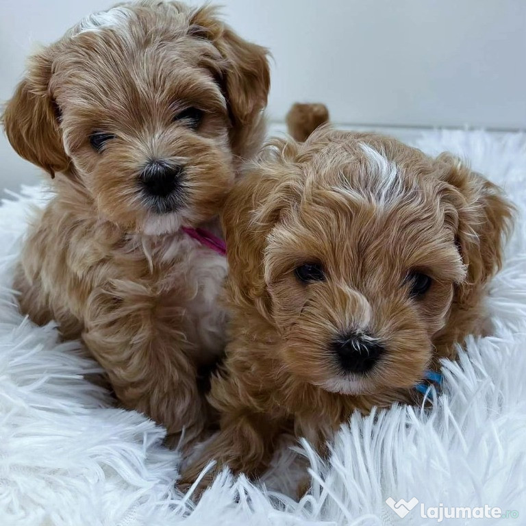 Cațeluși Maltipoo minunați