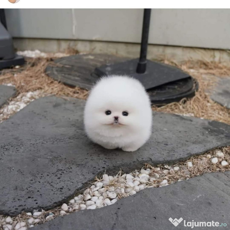 Pomeranian boo adevarat. cel mai frumos cadou