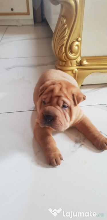 Shar pei shar pei dragalasi