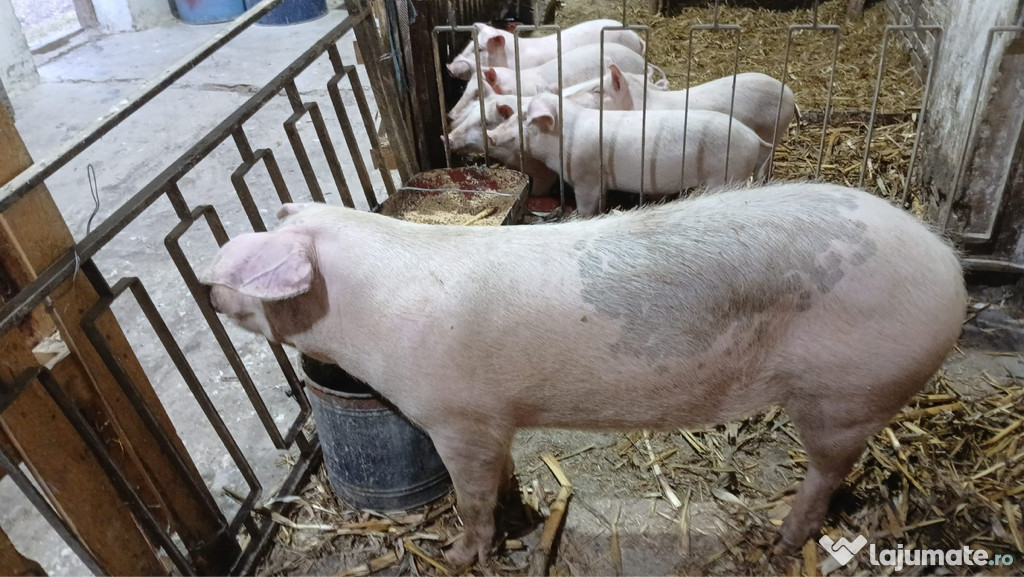 Porci crescuti in curte,greutate 180 260kg