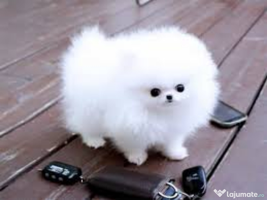 Pomeranian mini teacup boo