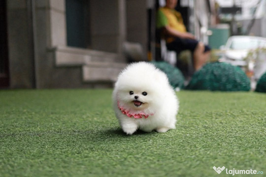 Pomeranian teacup cel mai frumos cadou