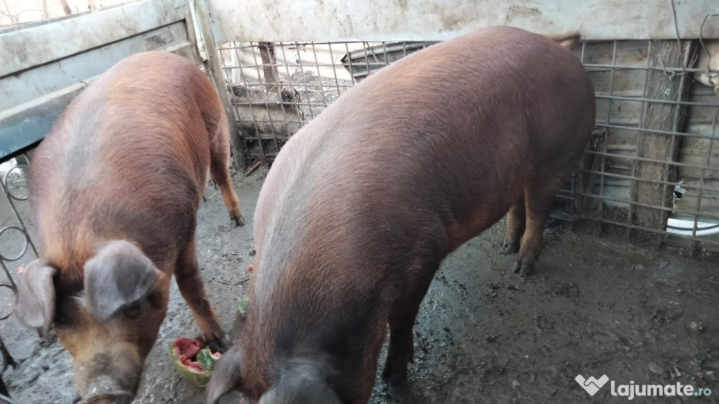 Vând porci de rasă