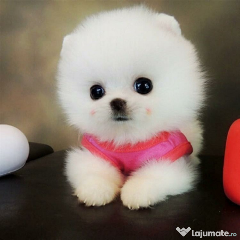 Pomeranian Ursuleț Mini Boo