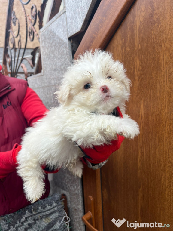 Cățeluși bichon albi