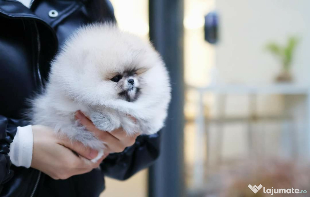 Pomeranian puppyas Miniaturali Poze reale