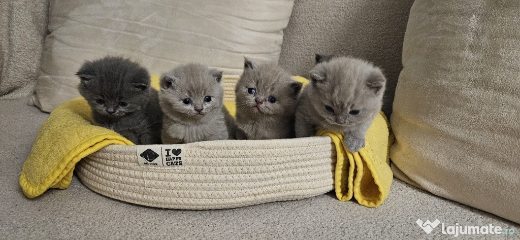 British Shorthair blue & lilla