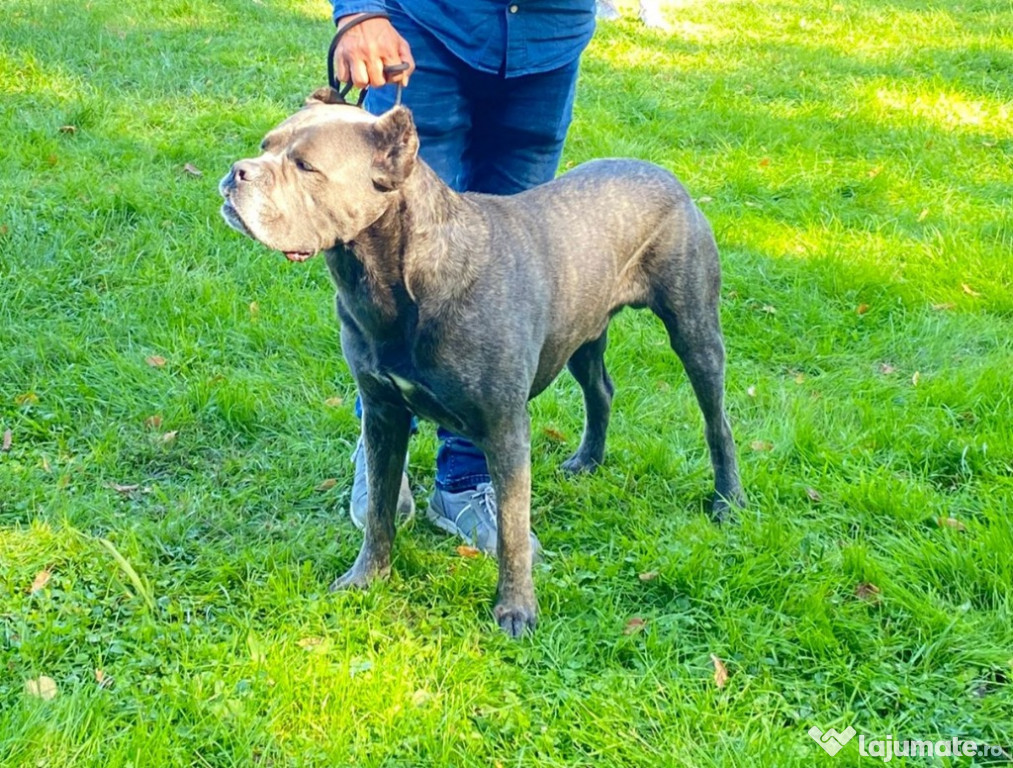 Cane Corso mascul pt. monta / reproducere.