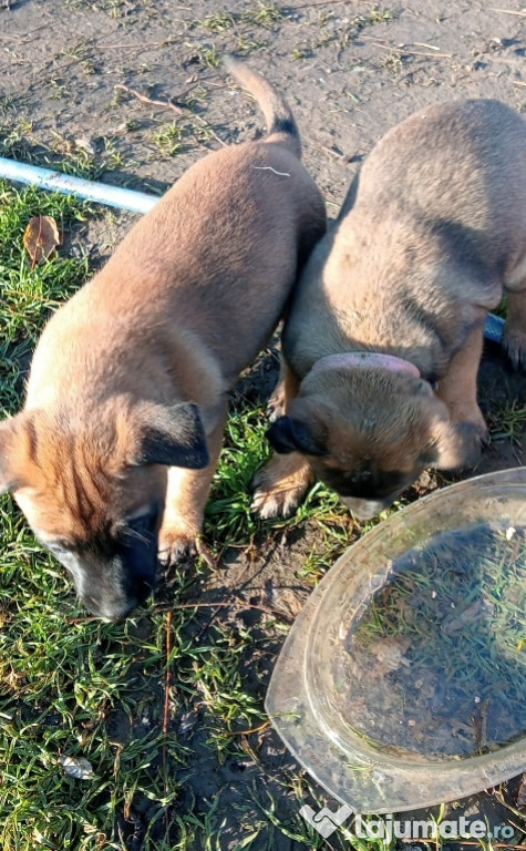 Vand 2 Căței (Fetițe) rasa Melinos Belgian