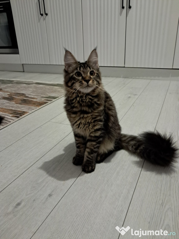 Maine coon băieței și fetițe