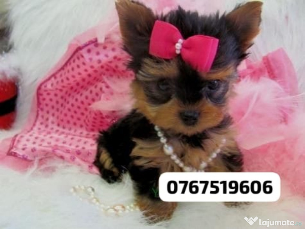 Yorkshire terrier mini toy