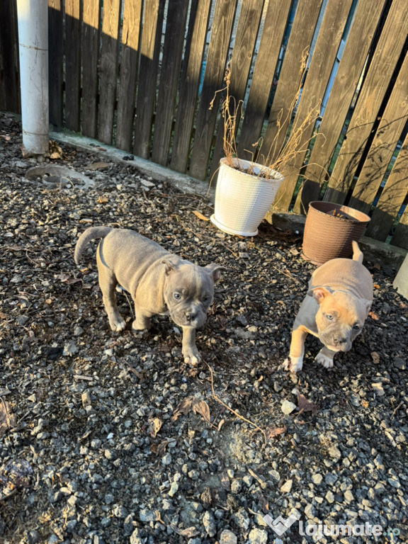 Cățeluși american bully pocket