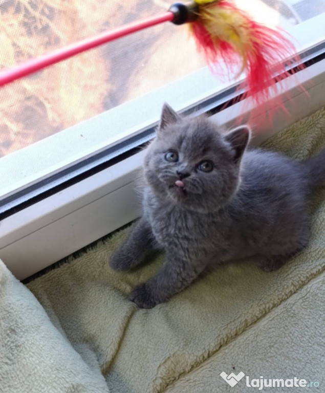 British shorthair