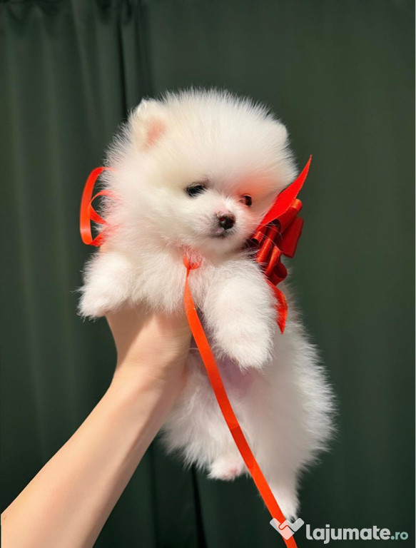 Pomeranian, 3luni