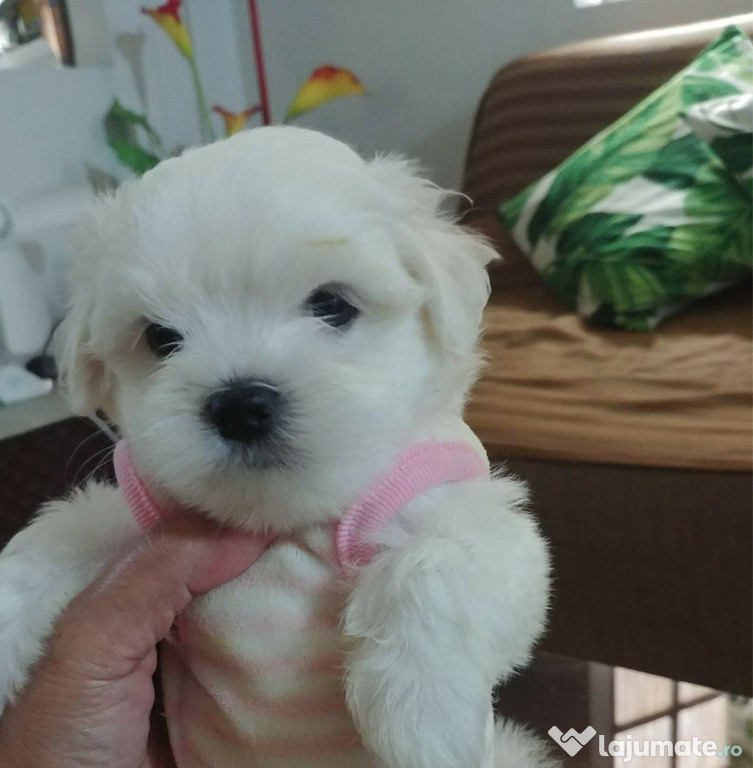 Bichon maltez mini toy alb