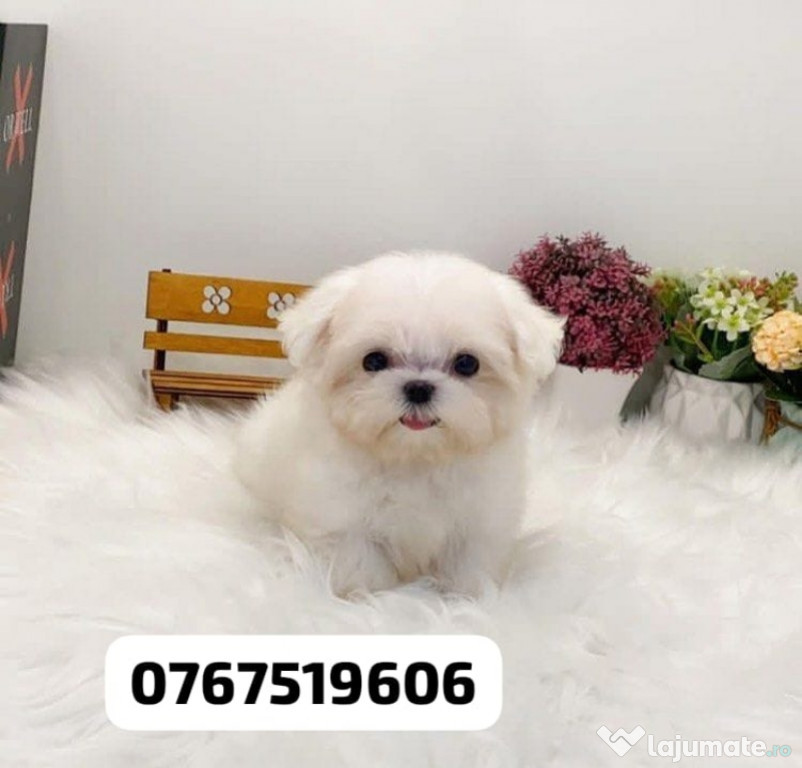 Bichon maltez mini toy