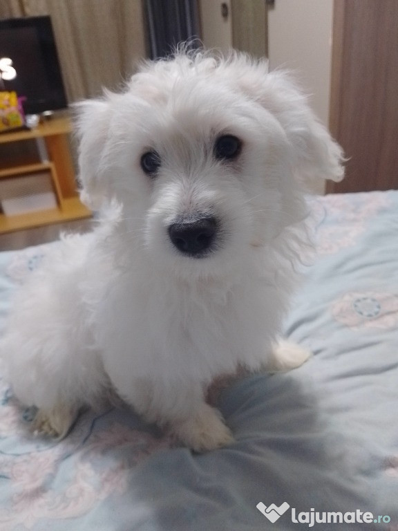 Cățeluș bichon maltese vârsta 3 luni