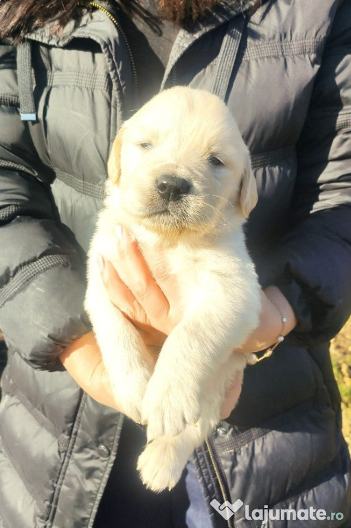 Pui Golden Retriever (fetita)