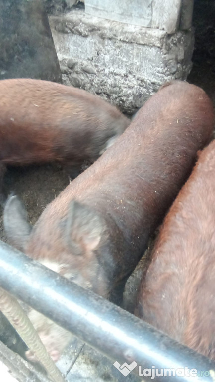 Vand porci duroc ( 80-120 kg)