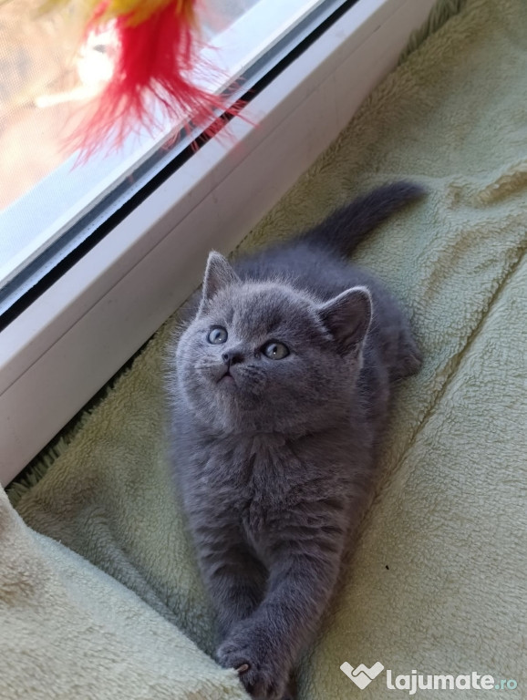 British shorthair blue băieței și fetițe