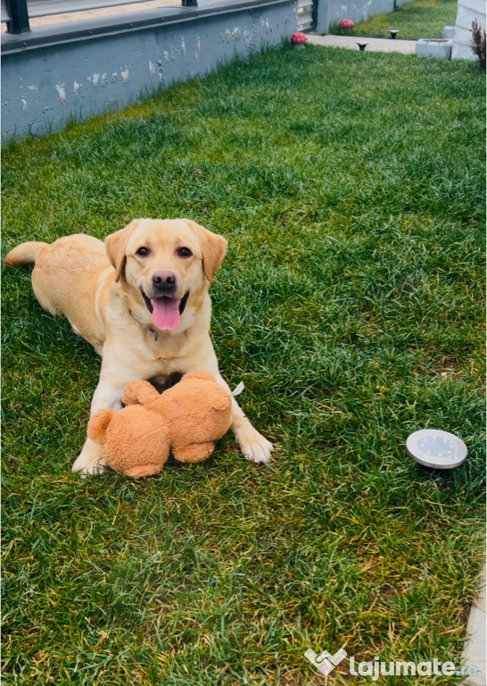 Labrador Retriver