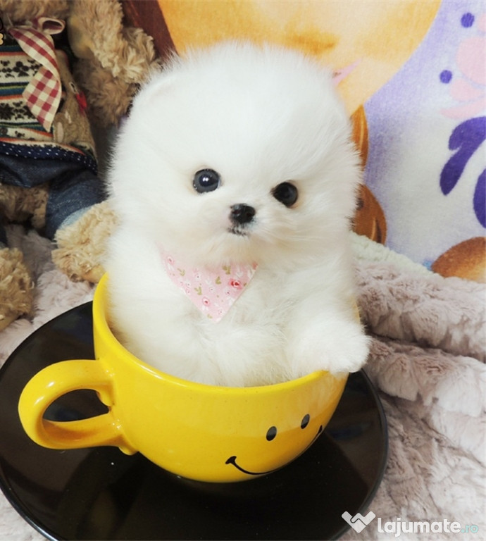 Pomeranian Boo Mini asigur transport