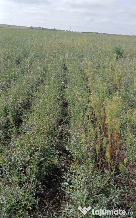 Vand Ligustrum Vulagare (Lemn Cainesc)