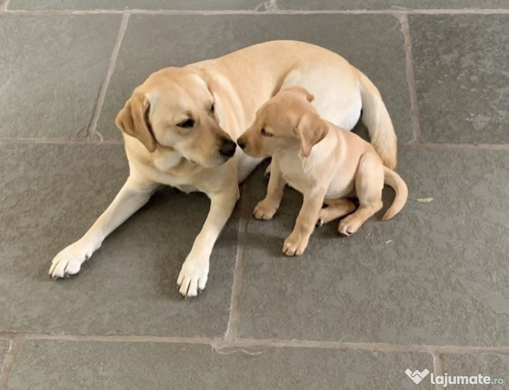 Labrador băieței și fetițe