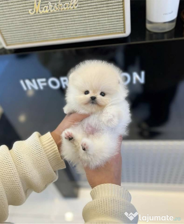 Pomeranian BOO teeacup