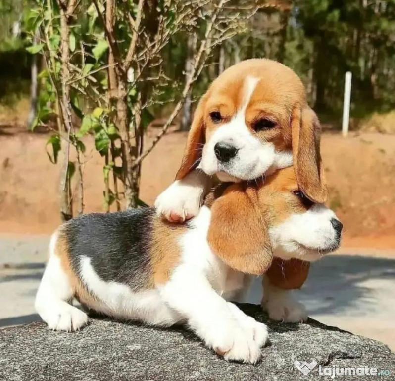 Beagle Tricolor fetita