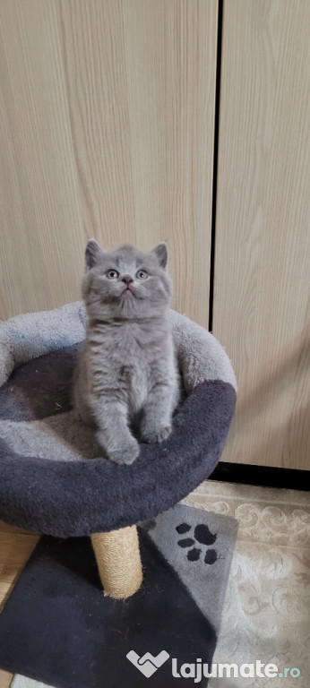 British Shorthair Blue