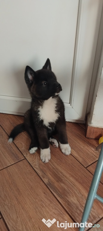 Căței rasa akita inu