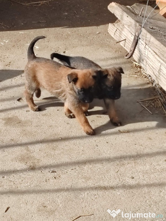 Cățeii de Ciobănesc Belgian Malinois