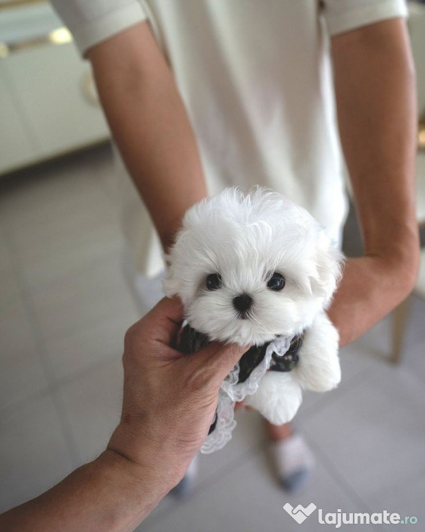 Bichon maltez mini Toy